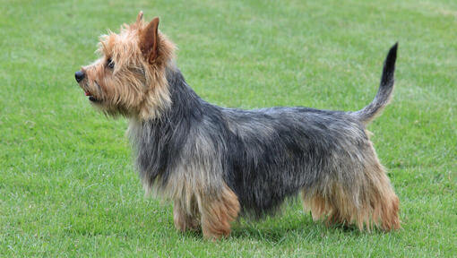Smallest Dog Breeds