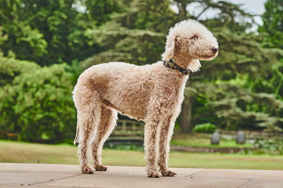 Smallest Dog Breeds