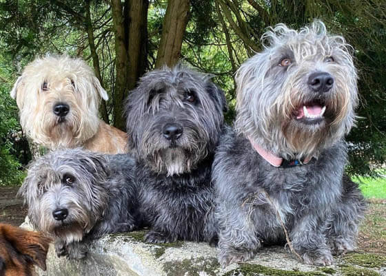 Smallest Dog Breeds