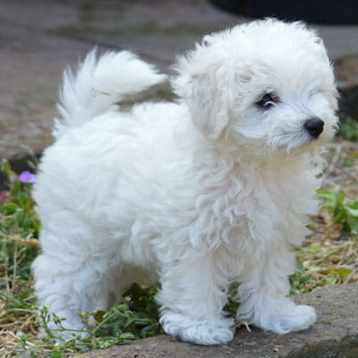 Smallest Dog Breeds