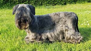 Smallest Dog Breeds