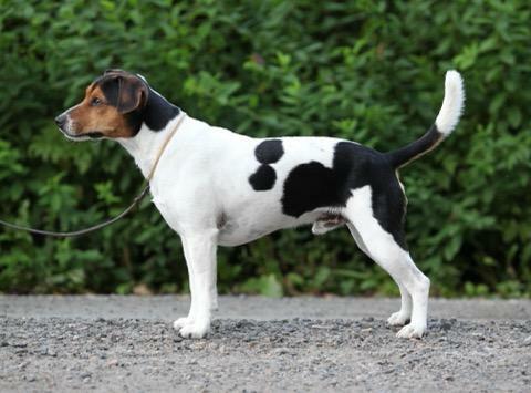Smallest Dog Breeds