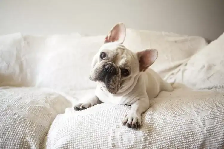 Smallest Dog Breeds
