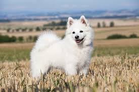 Smallest Dog Breeds
