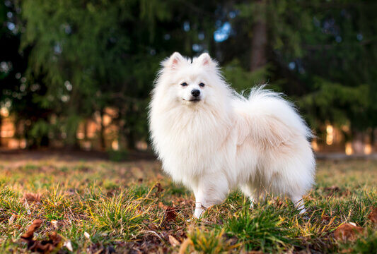 Smallest Dog Breeds
