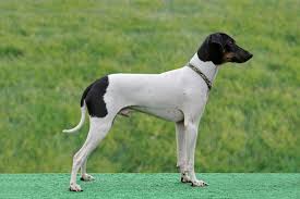 Smallest Dog Breeds