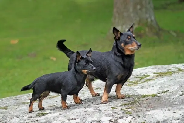 Smallest Dog Breeds