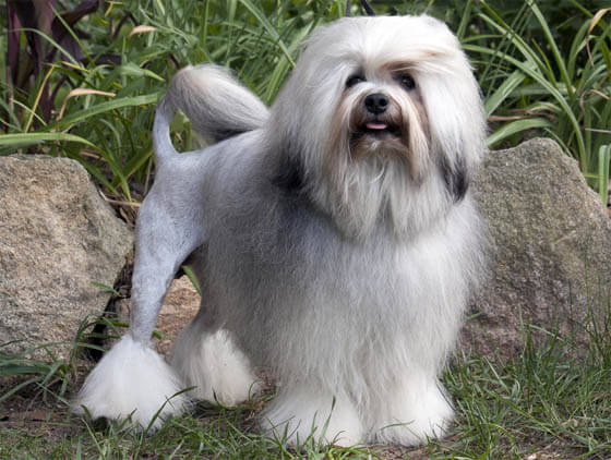 Smallest Dog Breeds