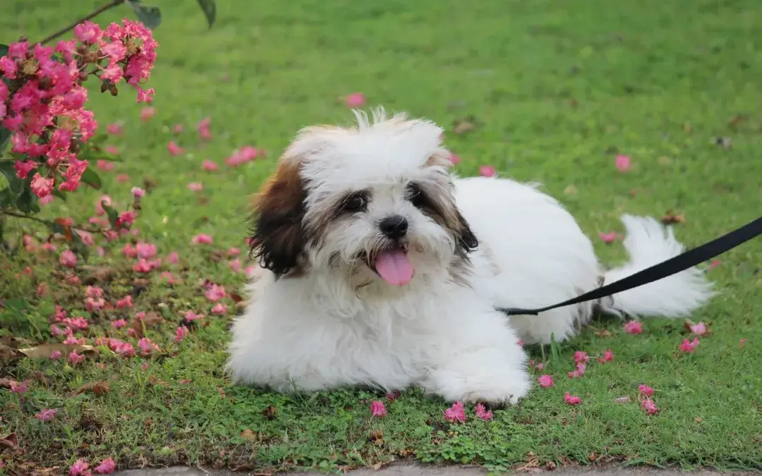 Smallest Dog Breeds