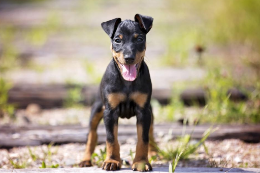 Smallest Dog Breeds