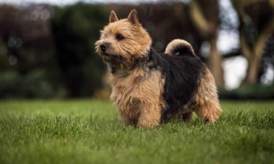 Smallest Dog Breeds