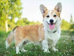 Smallest Dog Breeds