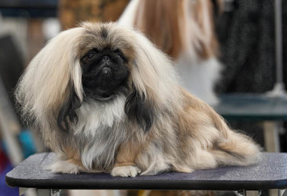 Smallest Dog Breeds