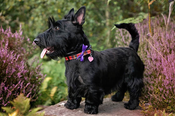 Smallest Dog Breeds