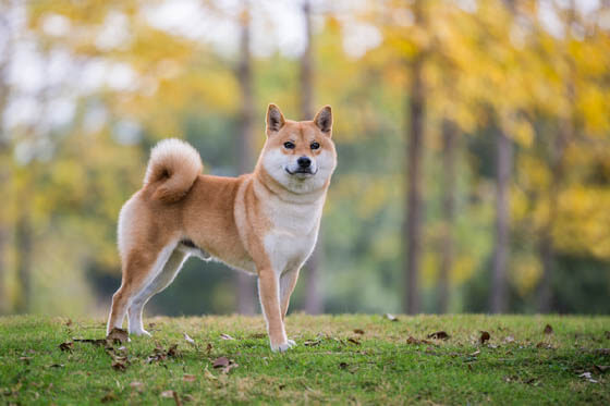 Smallest Dog Breeds