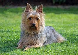 Smallest Dog Breeds