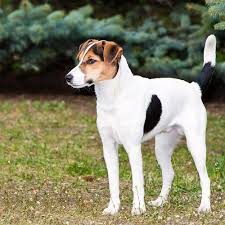 Smallest Dog Breeds