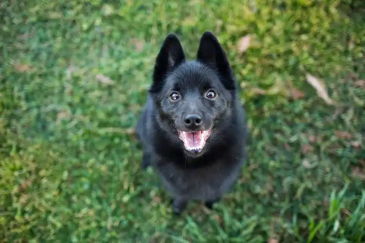 Smallest Dog Breeds