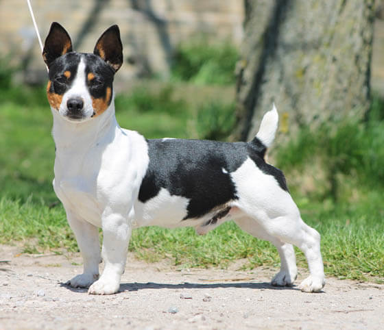 Smallest Dog Breeds