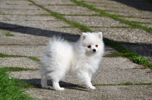 Smallest Dog Breeds