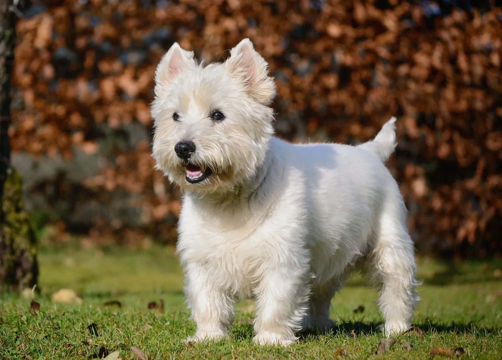Smallest Dog Breeds