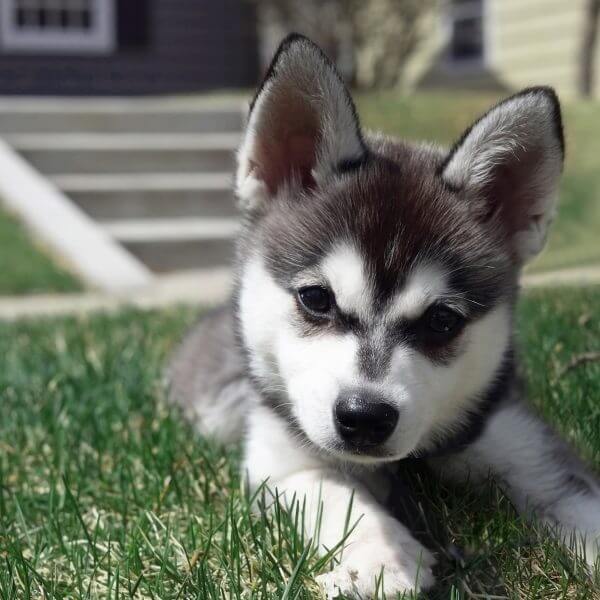 Smallest Dog Breeds