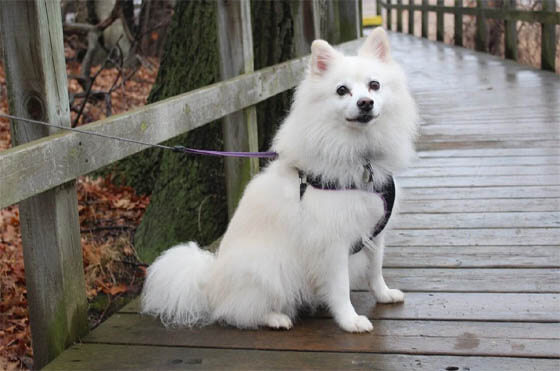 Smallest Dog Breeds