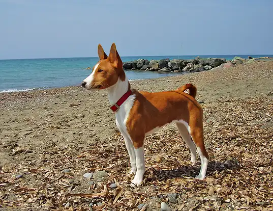 Smallest Dog Breeds
