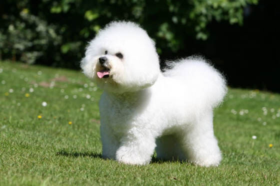 Smallest Dog Breeds