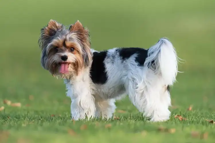 Smallest Dog Breeds