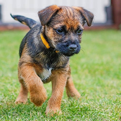 Smallest Dog Breeds