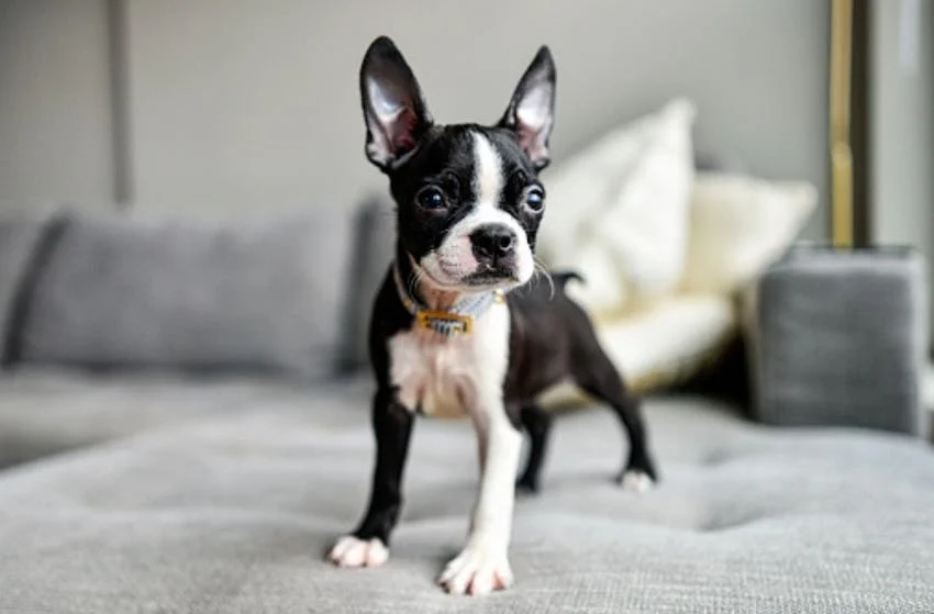 Smallest Dog Breeds