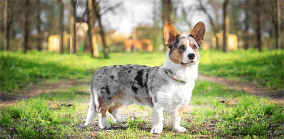 Smallest Dog Breeds