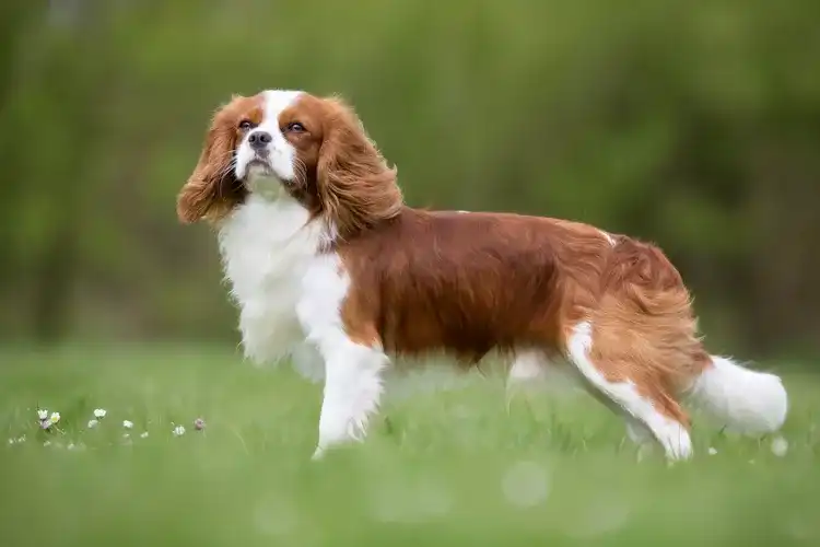 Smallest Dog Breeds