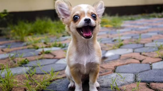 Smallest Dog Breeds