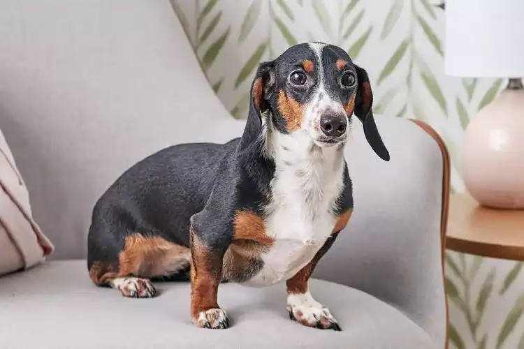 Smallest Dog Breeds