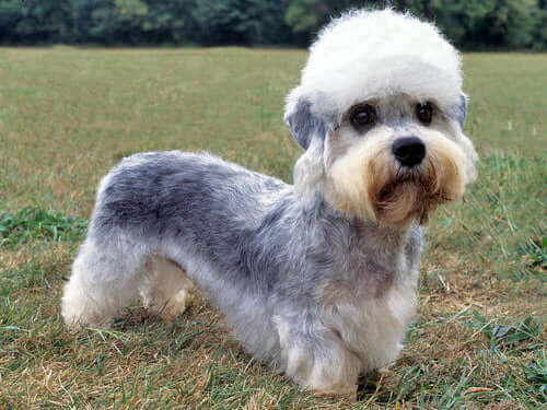 Smallest Dog Breeds