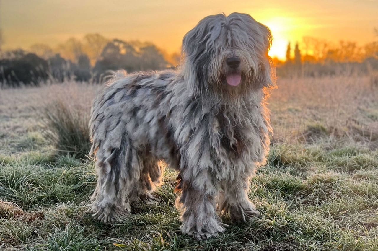 Dog & Puppy taste & flavor, Dog Flavours