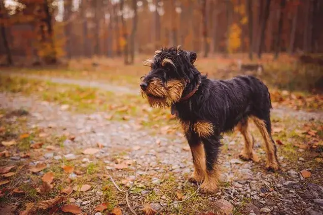 Smallest Dog Breeds