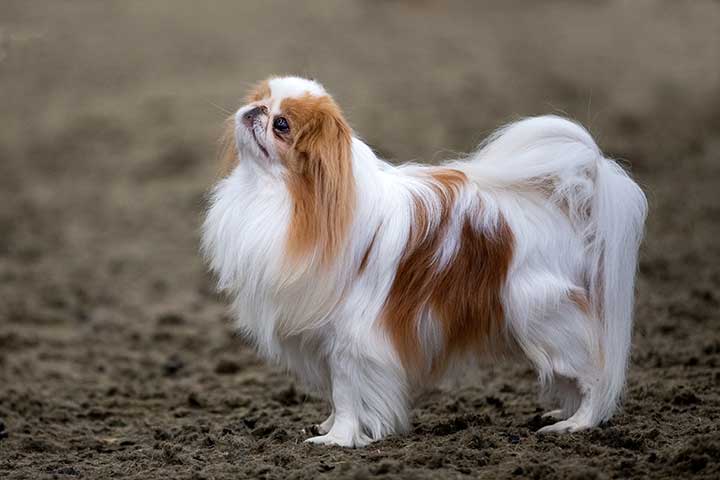 Smallest Dog Breeds