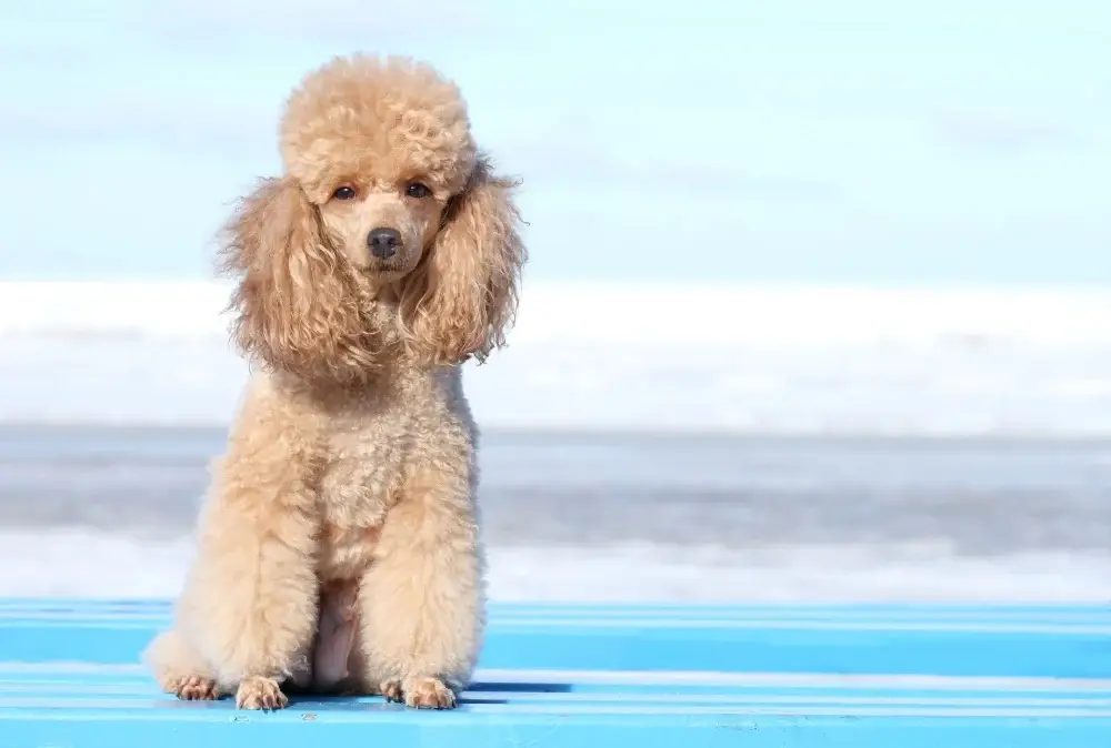 Smallest Dog Breeds