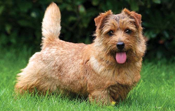 Smallest Dog Breeds
