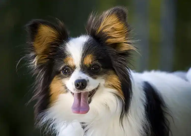 Smallest Dog Breeds