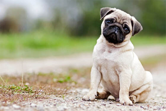 Smallest Dog Breeds