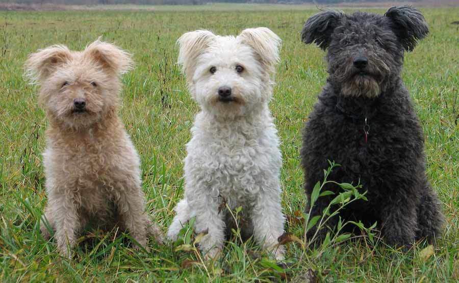 Smallest Dog Breeds