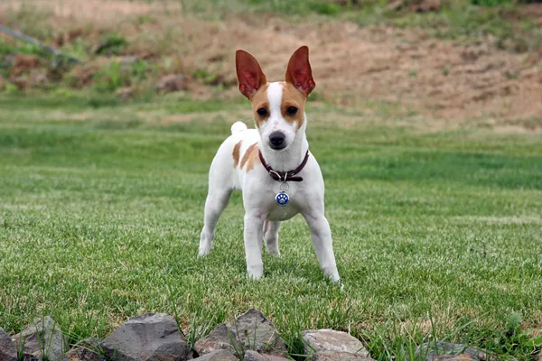 Smallest Dog Breeds