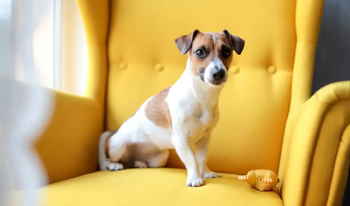 Smallest Dog Breeds