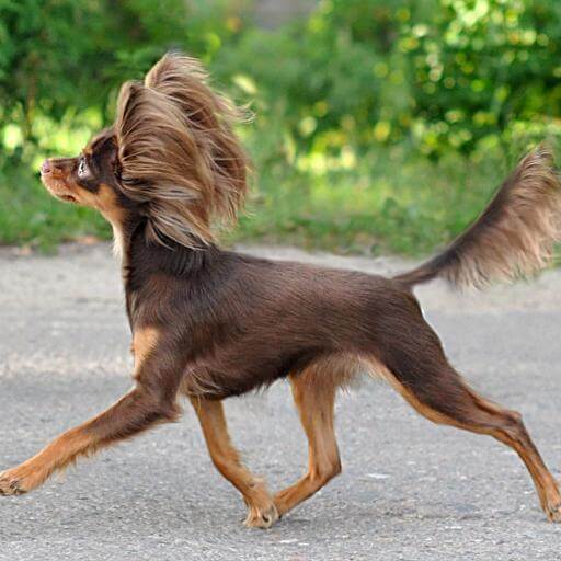 Smallest Dog Breeds