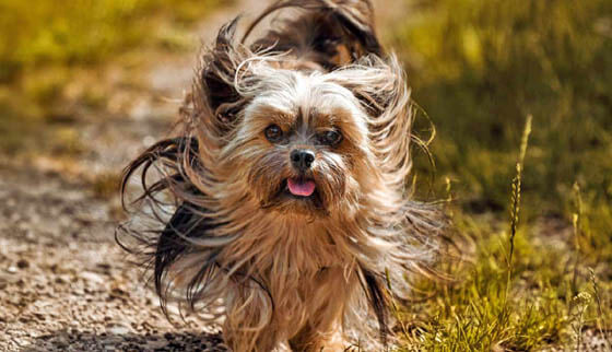 Smallest Dog Breeds