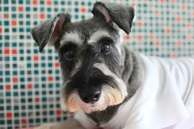 Smallest Dog Breeds
